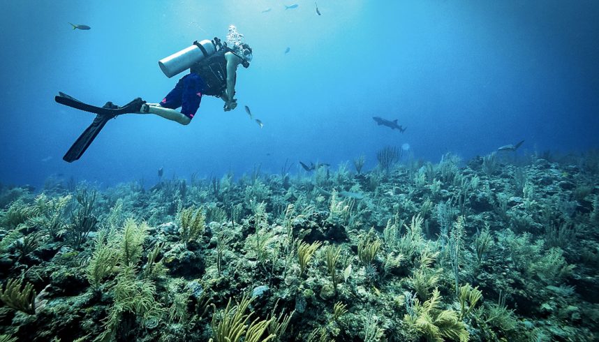 La barrière de corail au Belize