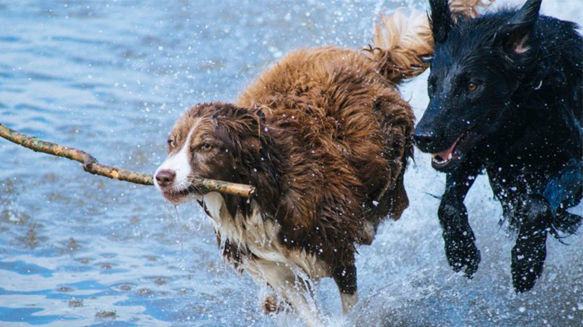 Deux chiens courent dans l'eau un bâton dans la gueule