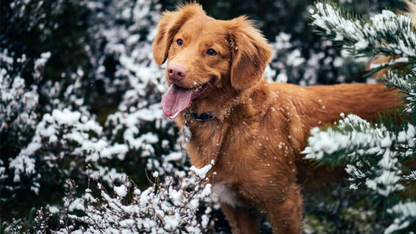 Un chien roux dans la forêt sous la neige