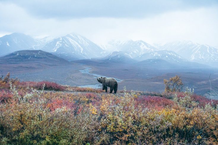 Un grizzly en Alaska